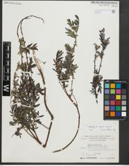 Foto von Salix repens subsp. repens L.